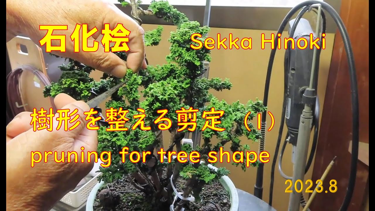 今日も盆栽日和　石化桧＃42-1　葉刈り剪定 2023.8