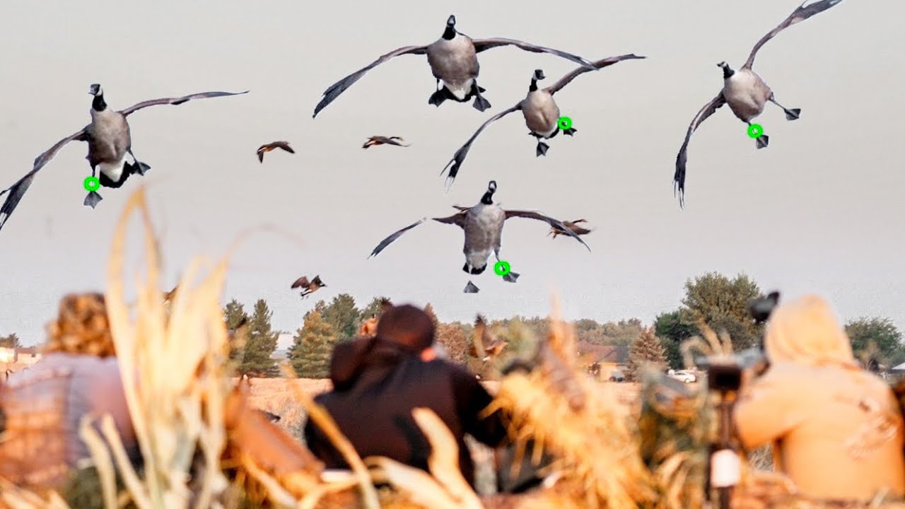 3 DAYS HUNTING FOR BANDED GEESE IN OHIO! 