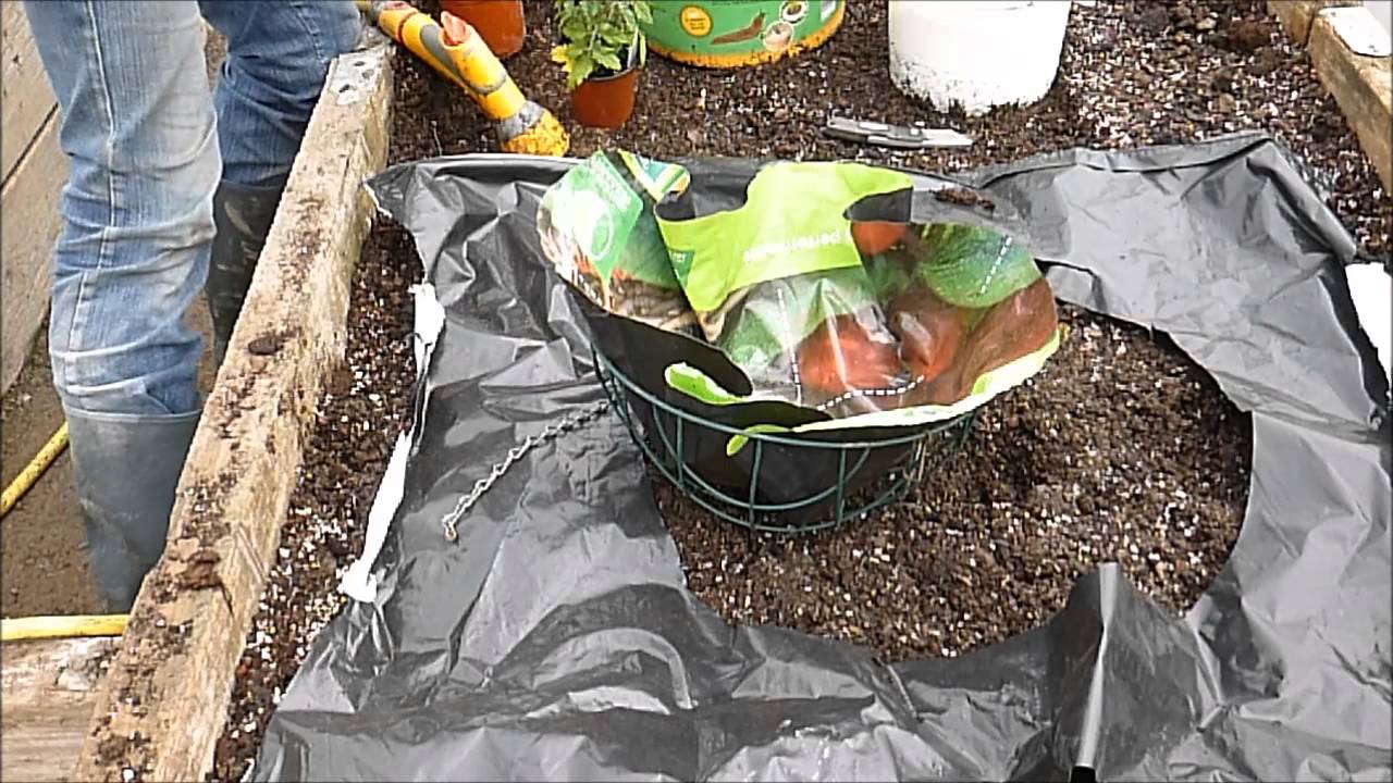 How To Grow Tomatoes In Hanging Baskets And Containers
