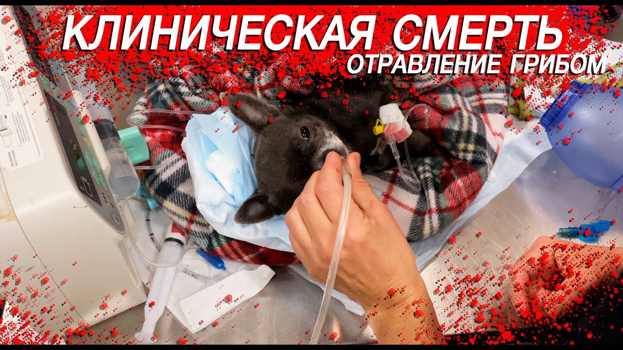Как умирала чихуахуа Лилу. Отравление грибом и остановка сердца. Спасение жизни собаки