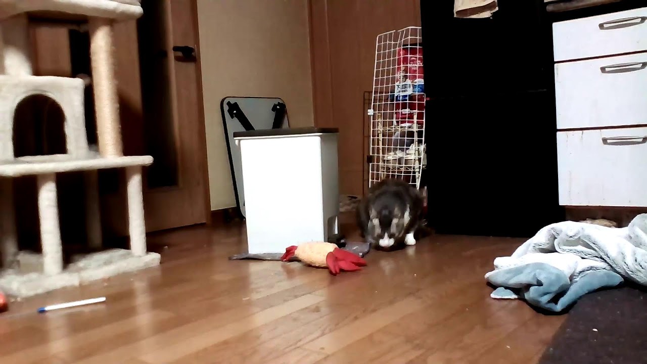 【雑談】しぐれ君見守り隊！