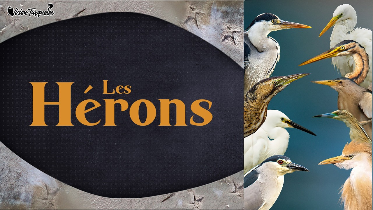Les Hérons