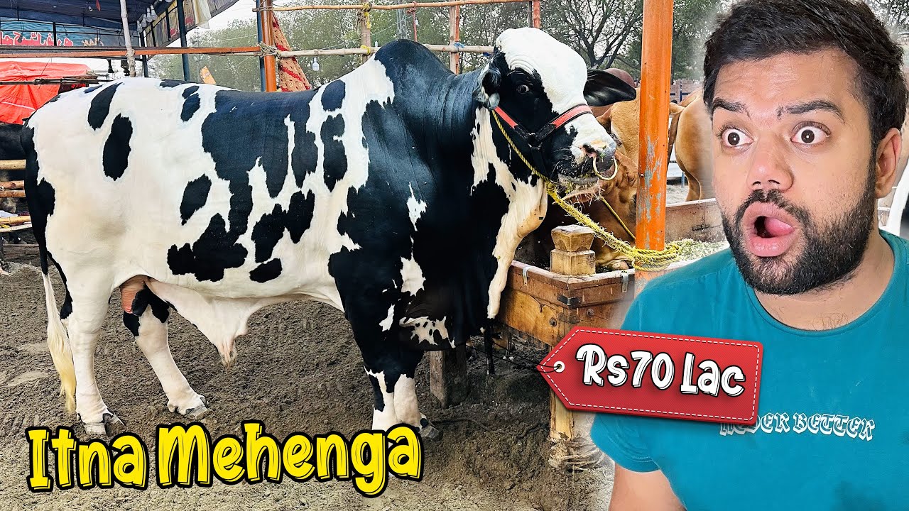 Cow Mandi Ka Rs7,000,000 Ka Janwar 🐂😱 Janwar Dekhne Mandi Pohonch Gaye 😍