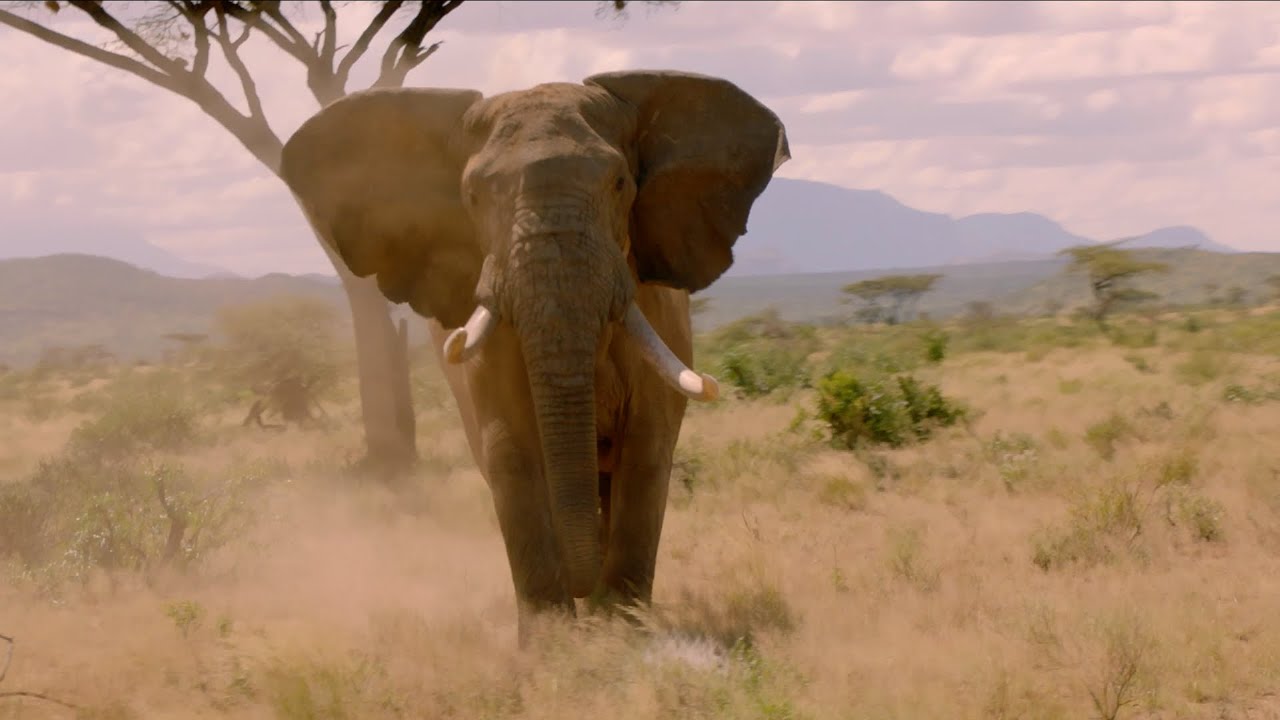 Elephant charges towards cameraman - Nature's Epic Journeys: Episode 1 Preview - BBC