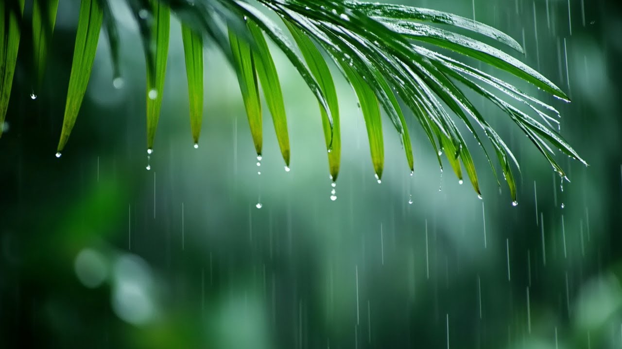 Relaxing piano music & rain sounds helps to fall asleep faster / Eliminate stress and calm the min