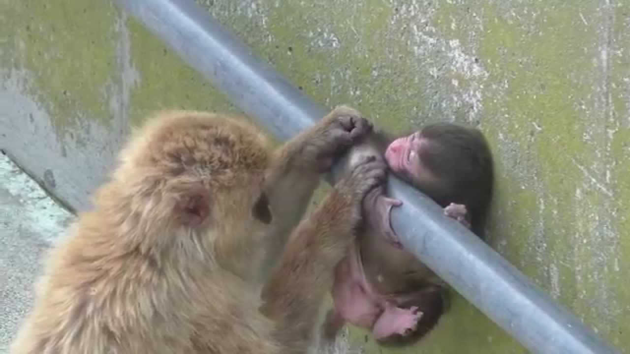 Baby monkey 23days old on 7/20/2015 at Kushiro zoo No.8