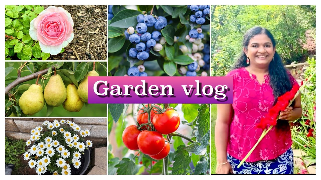 Garden vlog - Harvesting fruits and vegetables from my garden 