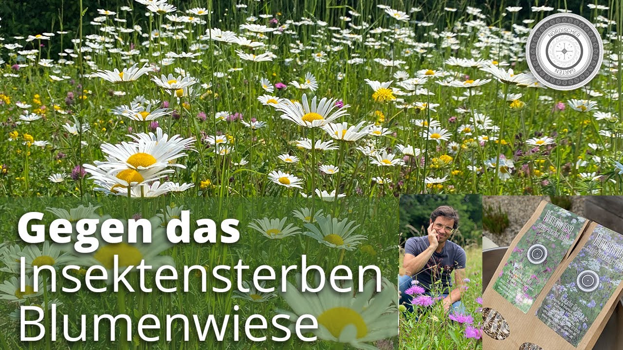 Blumenwiese - JETZT perfekter Zeitpunkt für die Aussaat!
