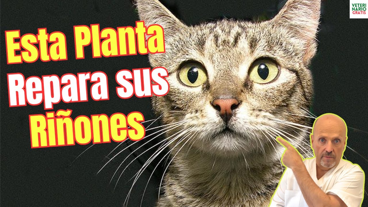 🌿🐾 ¿CÓMO USAR la CHANCAPIEDRA para GATOS y PERROS con PROBLEMAS RENALES (CÁLCULOS e INFECCIONES) 🐱🐶