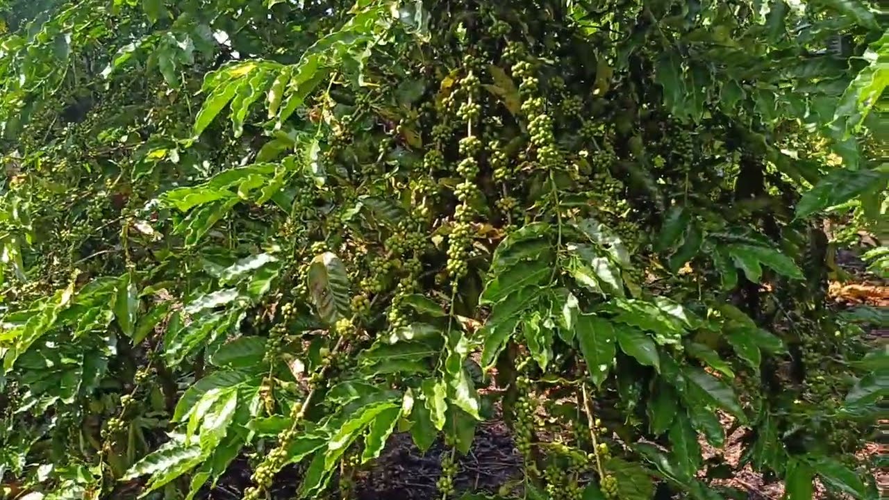 Café clonal robusta amazônica de Rondônia, clone AS2