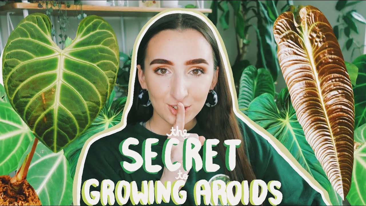 The SECRET to Big Healthy Aroids!?