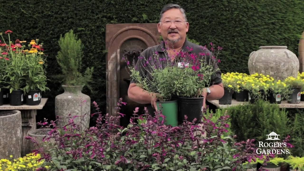 CA Friendly® Gardening Solutions | Beautiful Flowering Plants with Steve Goto