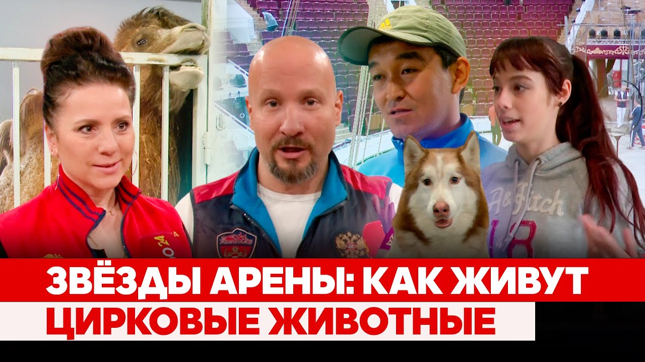 Звёзды арены: Как живут цирковые животные