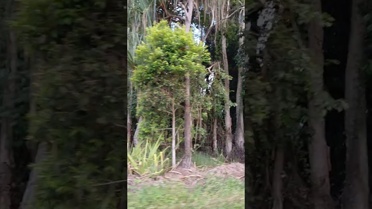 Driving to Camp Beniah In Ingham Queensland