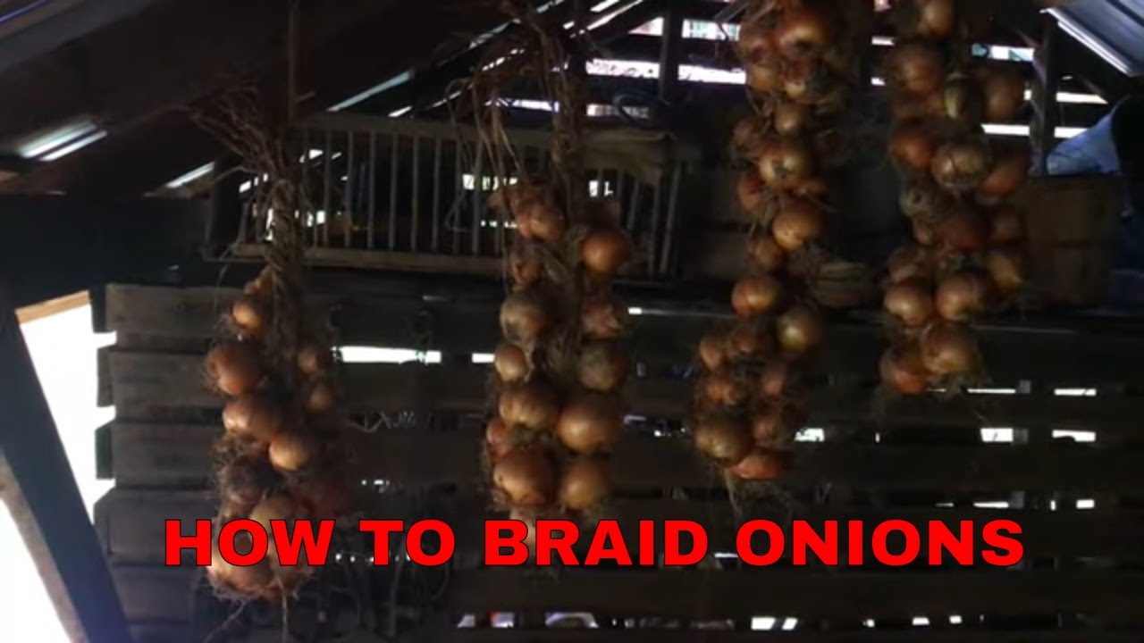 BRAIDING ONIONS FOR STORAGE