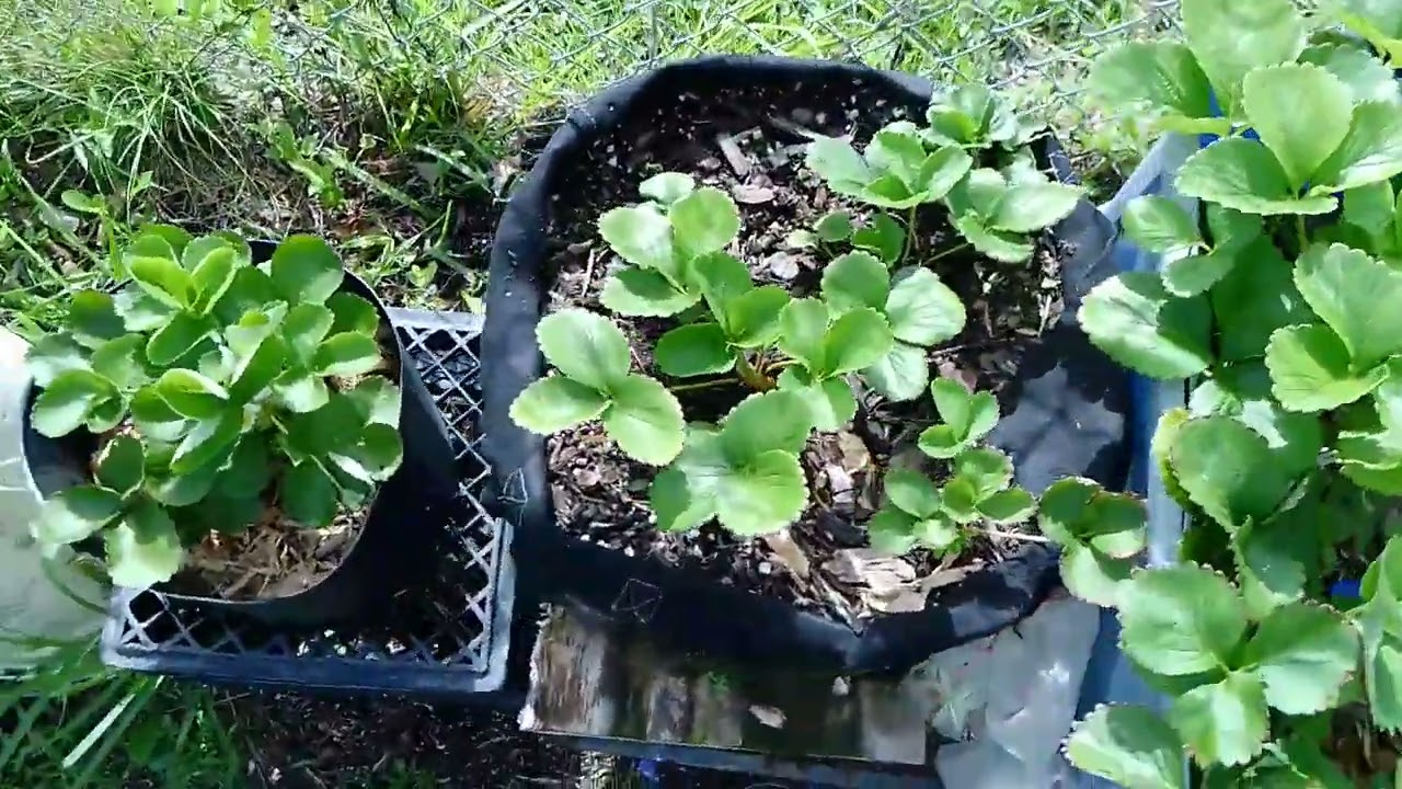 Albion strawberry in Bahamas 😲