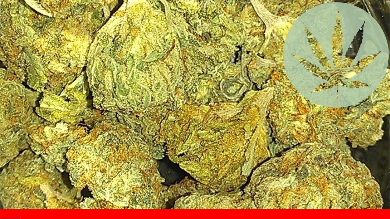 Cheese Candy - All About This Strain