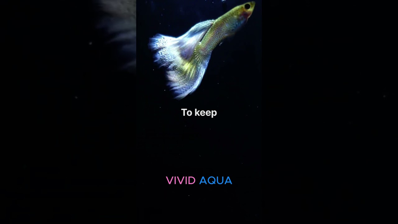 [비비드 아쿠아]  Purple Lace Snakeskin guppy 퍼플 레이스 스네이크스킨 구피