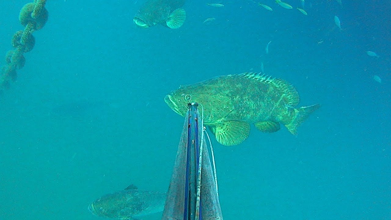 Cardume de Mero