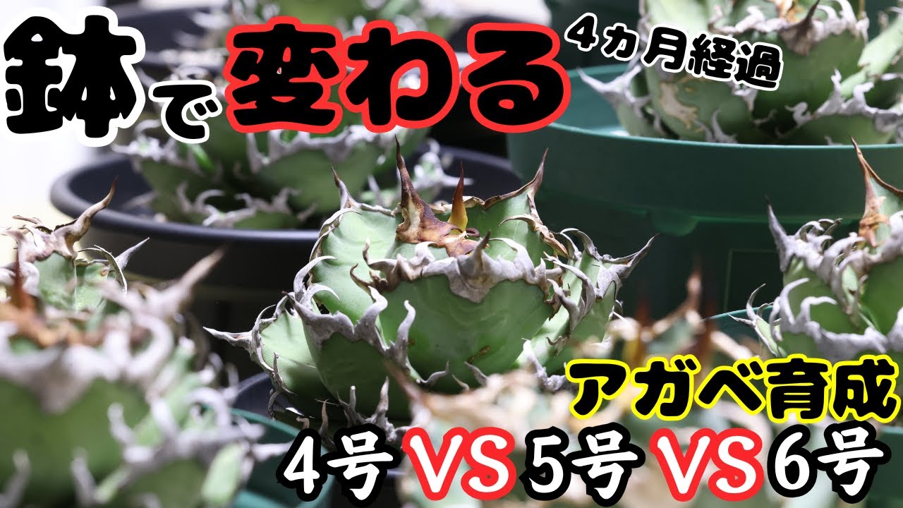 【必見】アガベは締まる？伸びる？4ヶ月経過の途中報告