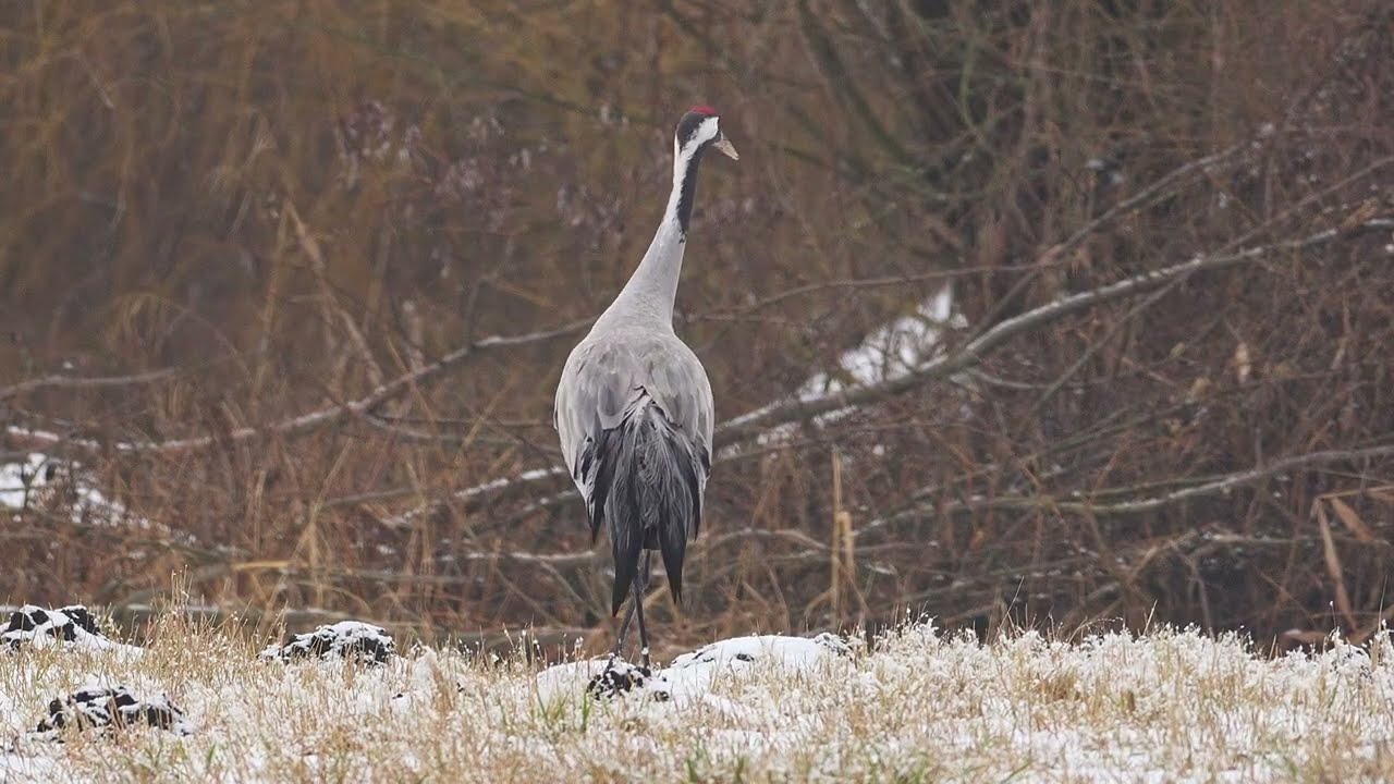 Cranes on my favorite Clearing - Sony a6700 | Sigma 500mm 5.6 DG DN