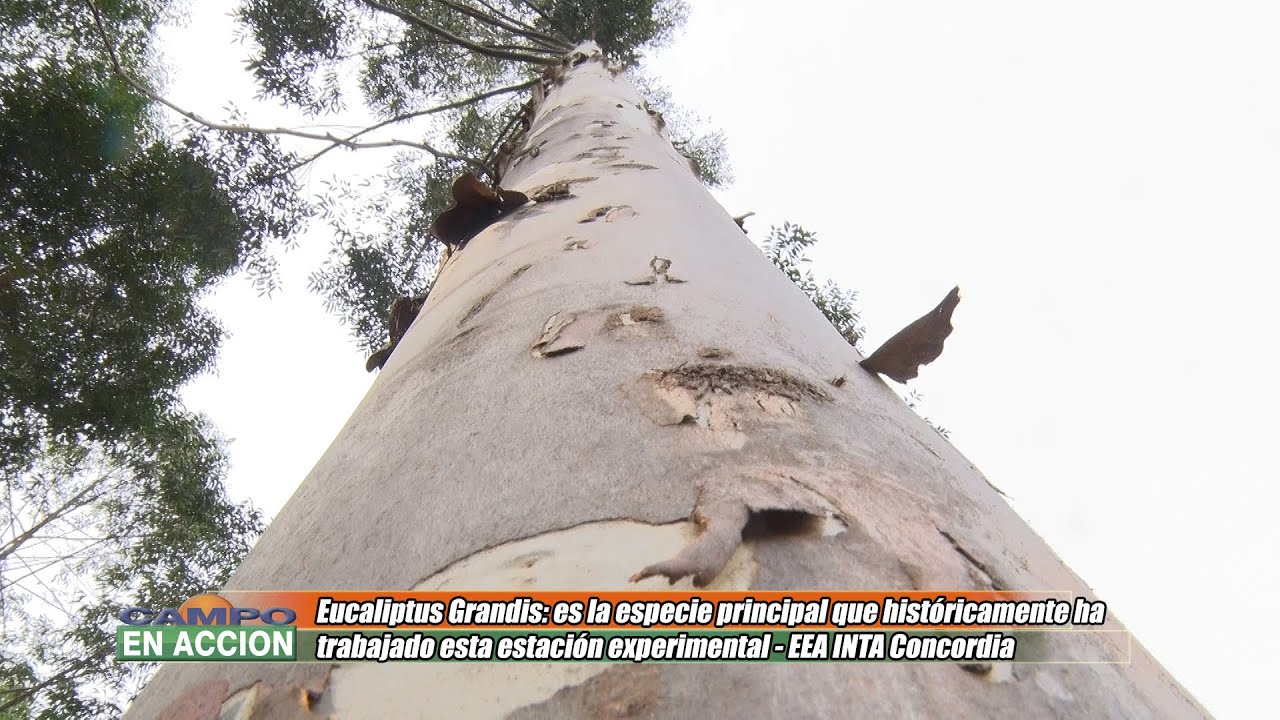 Eucaliptus Grandis es la especie principal que ha trabajado EEA INTA Concordia - Leonel Harrand