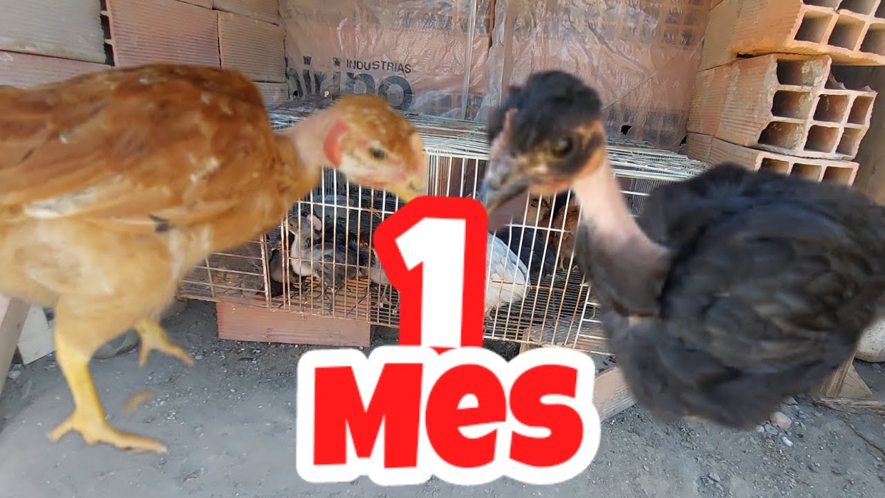Ya tienen 1mes los primeros#pollo //mas#araucana en el#gallinero //#granja #gallinas #crianza #viral
