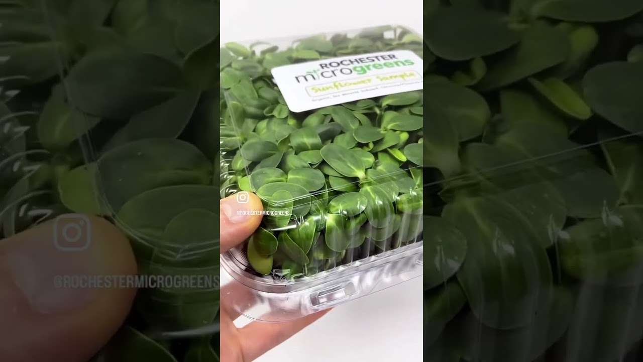Giving out samples in #rochesterny ! Live micro can be cut fresh and washed right before eating. 🌱