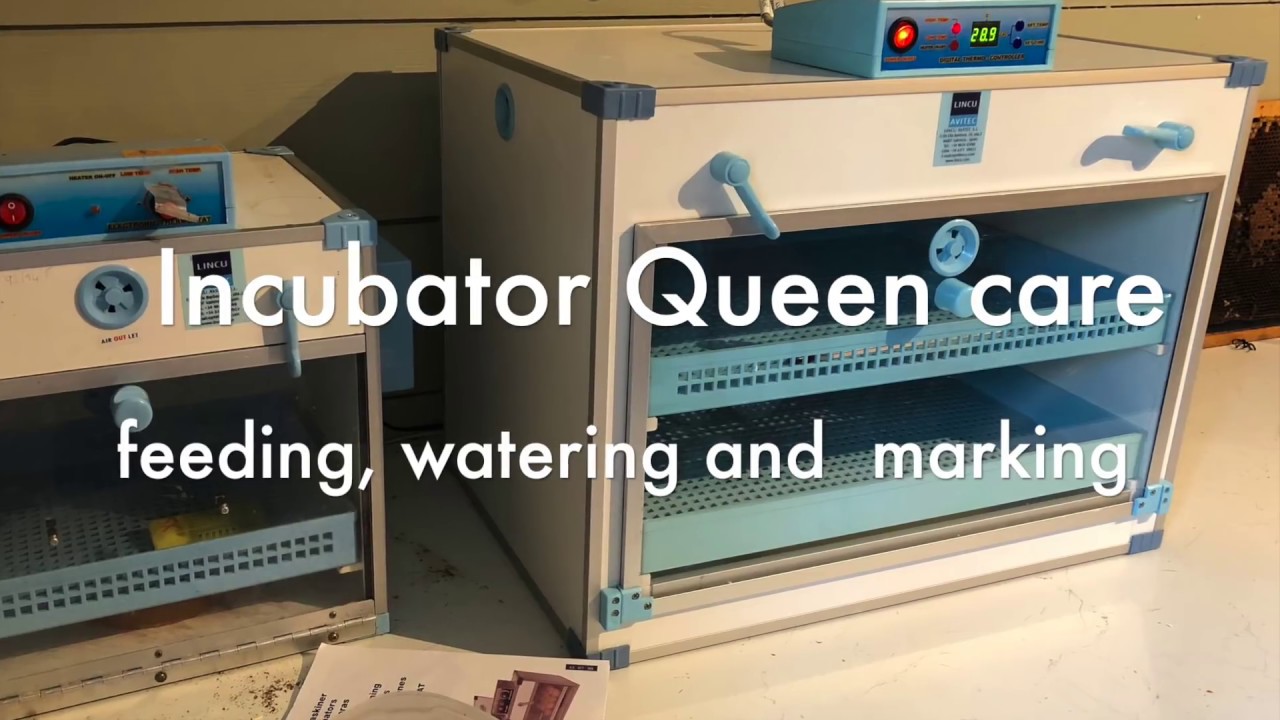 Feeding and marking   Queens