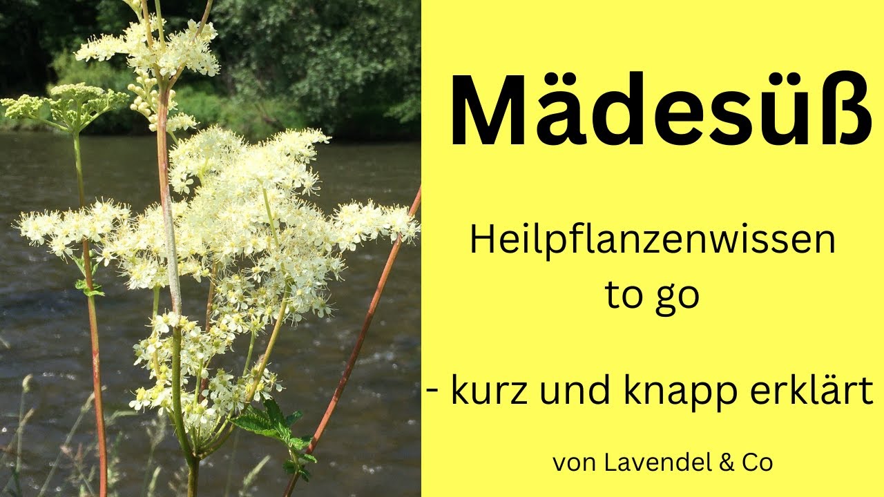 M&auml;des&uuml;&szlig;, das Wiesenaspirin. Heilpflanzenwissen kurz und knapp erkl&auml;rt