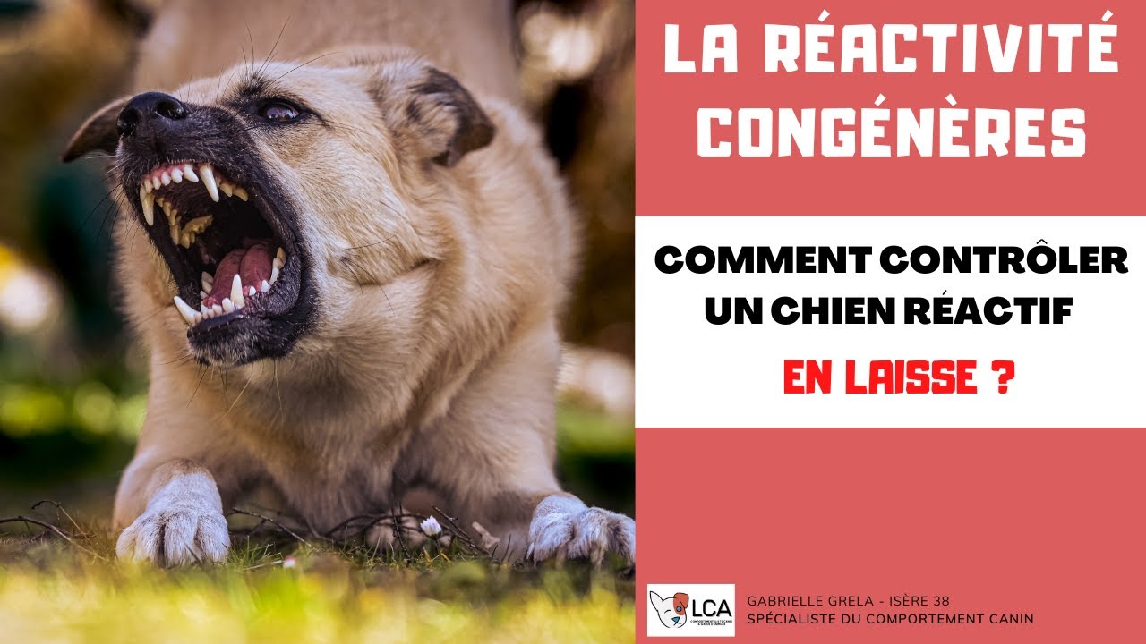 Comment croiser d'autres chiens en laisse lorsque l'on à un chien réactif congénères ?