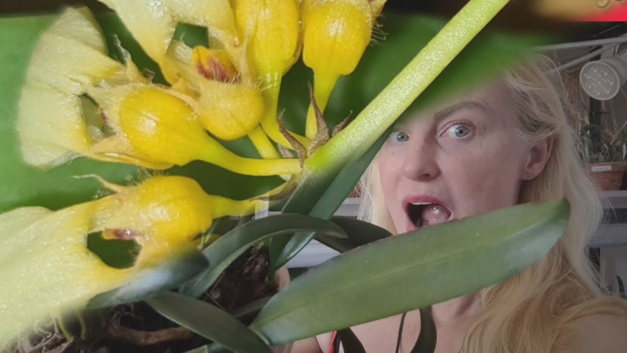 The perfect windowsill orchid: Bulbophyllum... Repottings, blooms & general care