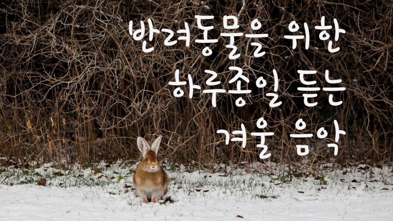 10hours)토끼가 좋아하는 음악 반려동물을 위한 하루종일 듣는 겨울음악 Pet Music Calming Therapy Bunny Music