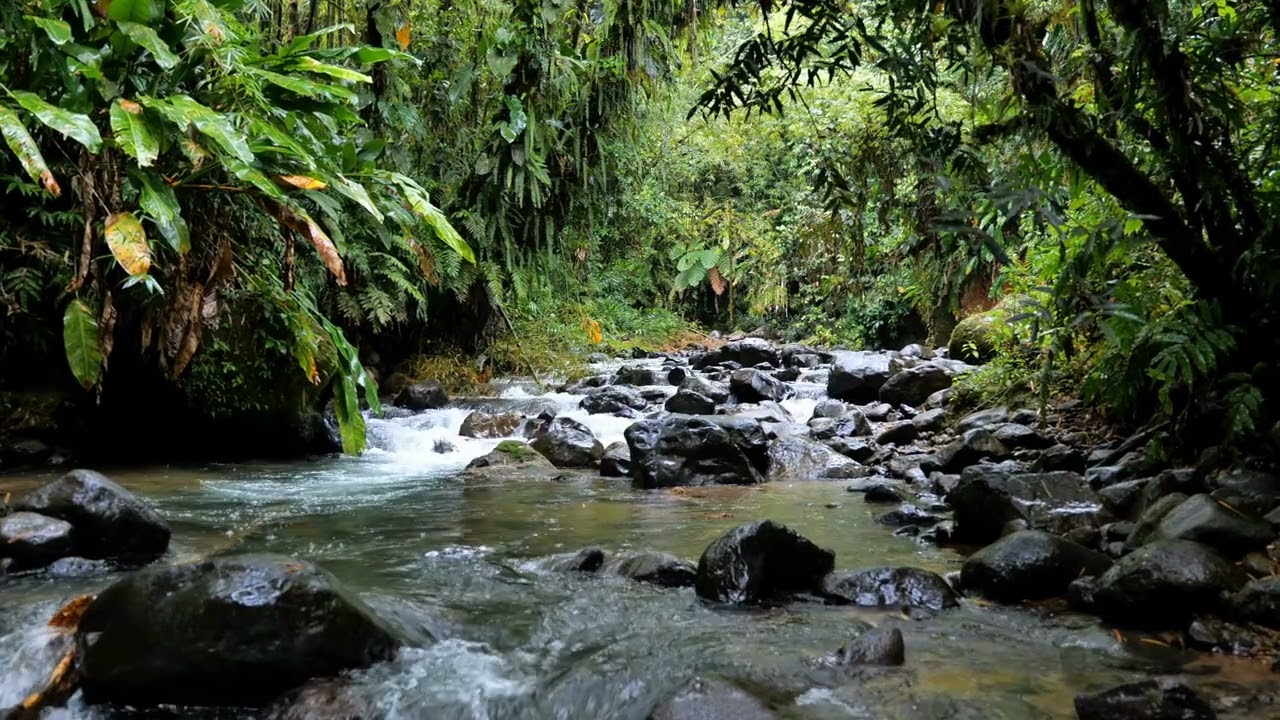 1 hour 30 Minutes of Ambient Forest Creek Sounds | Study/Sleep/Work/Relax