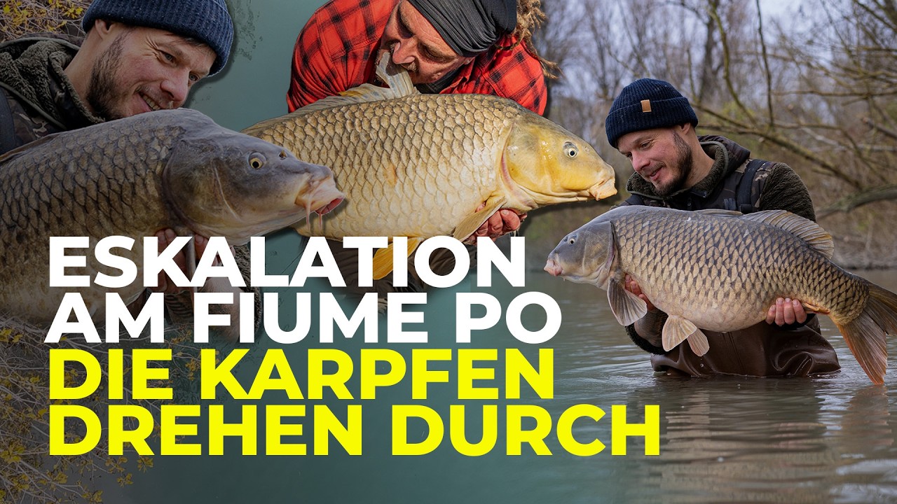 Fangorgie am Po - So etwas hat Philipp Woywode noch nie erlebt! | Grande Fiume | Flusskarpfen