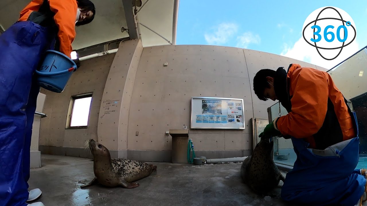 【360°】子供のアザラシのトレーニング風景