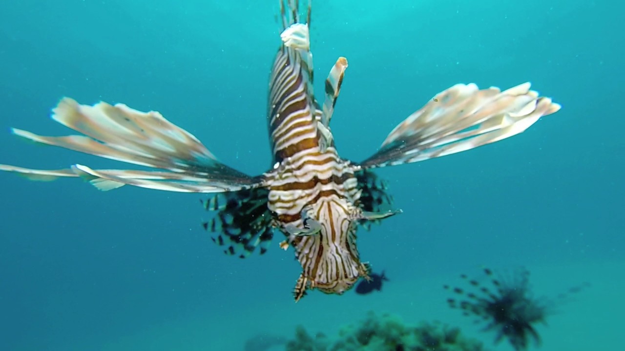 Mnemba atoll Diving