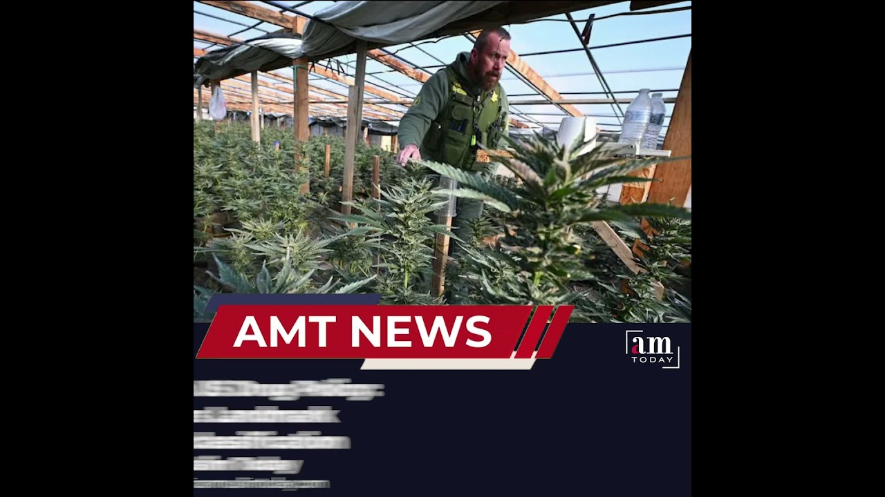 Major Shift in US Drug Policy: DEA Considers Landmark Marijuana Reclassification