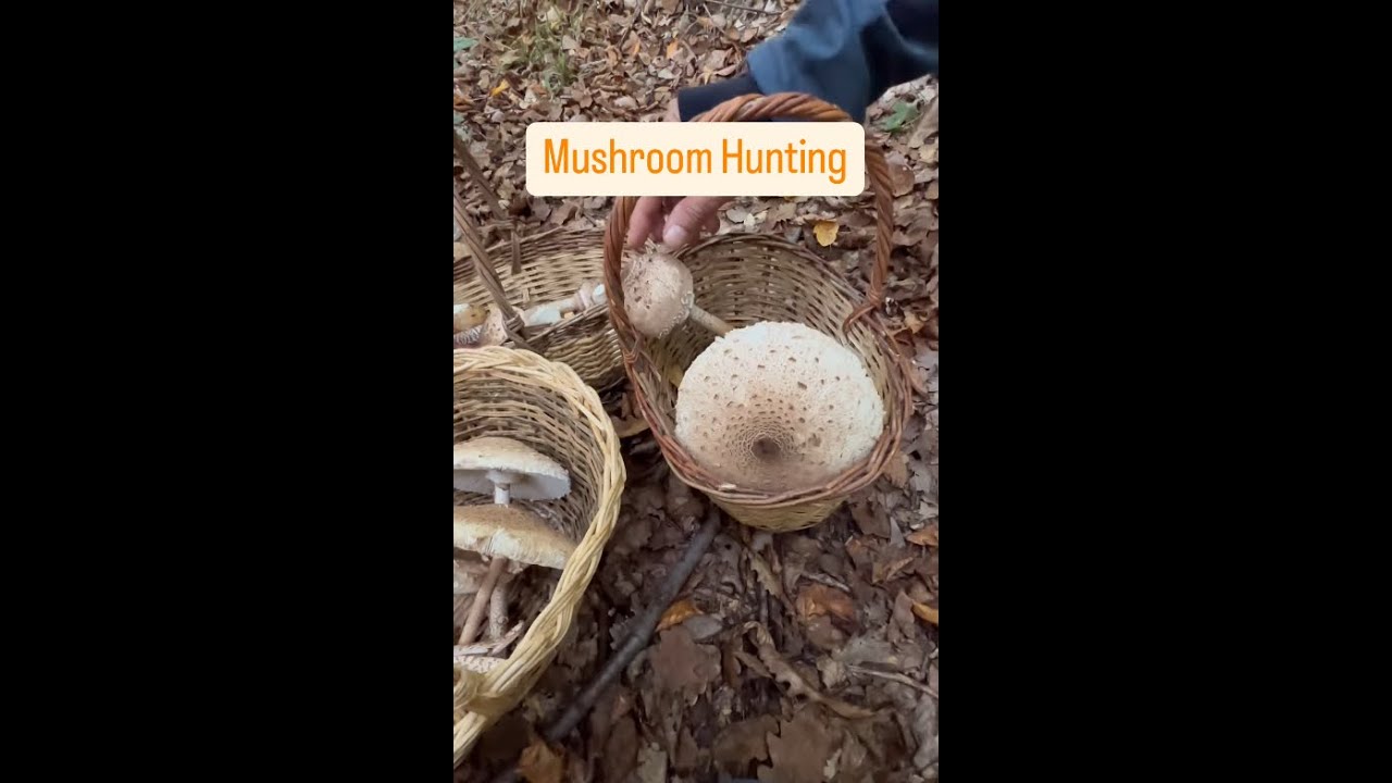 Şemsiye mantarı, bolet, por&ccedil;ini, huş mantarı ve sığır dili mantarı #mushroom #fungi #kamp #nature