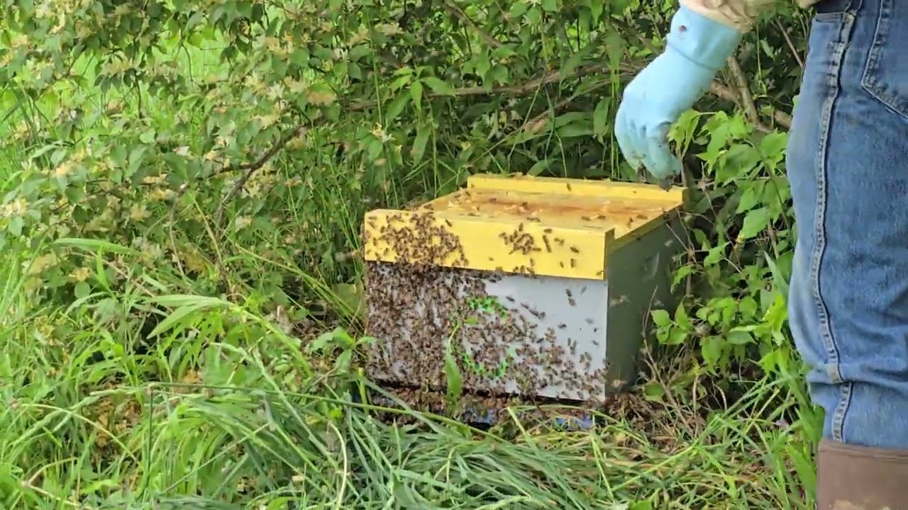 #beekeeping 2024: hive #13/ first swarm