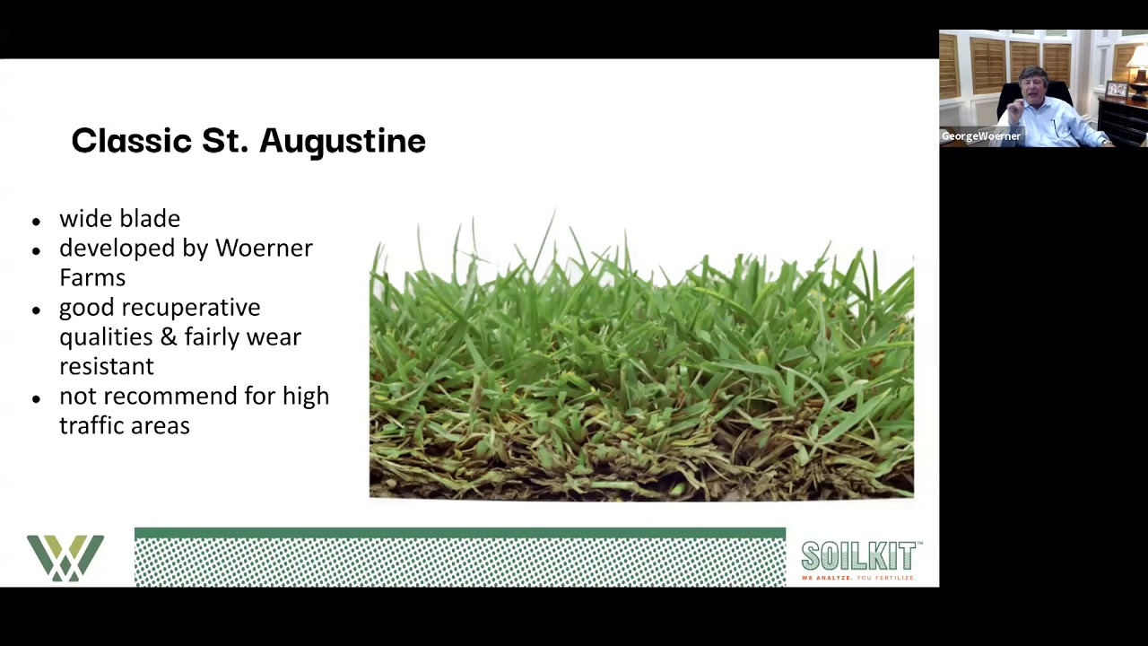 George answers: Why does Woerner grow Classic St. Augustine?