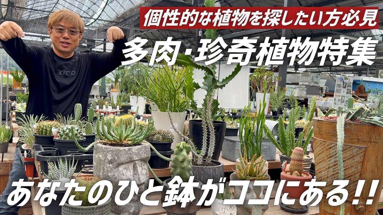 【珍奇植物】ビザールプランツの魅力と育て方【アガベ/サボテン/ユーフォルビア/アロエ】