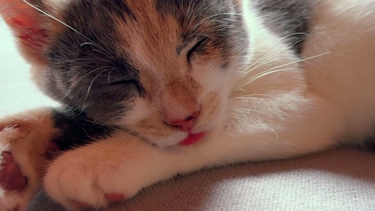purring kitten compilation : pomelo the calico