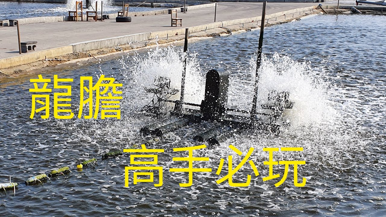 2020/09/02龍膽石斑活餌釣法，感謝前輩幫我上了一課。瑞生龍膽休閒池。PENN BATTLE8000