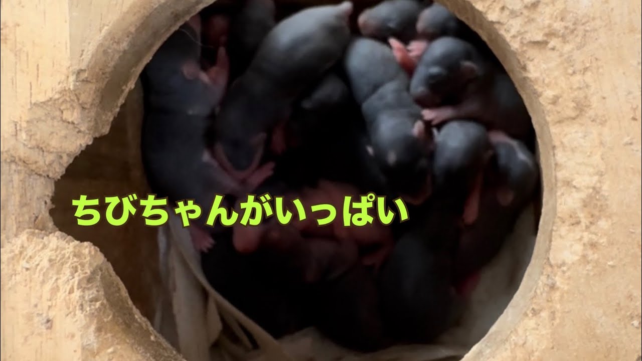 新しい命が生まれてたので見てみよう