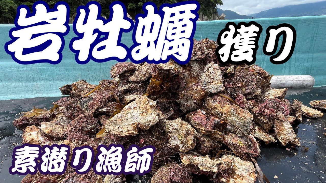 【京都 舞鶴】ワカメだらけの海で岩牡蠣を獲ってきた！【素潜り漁】