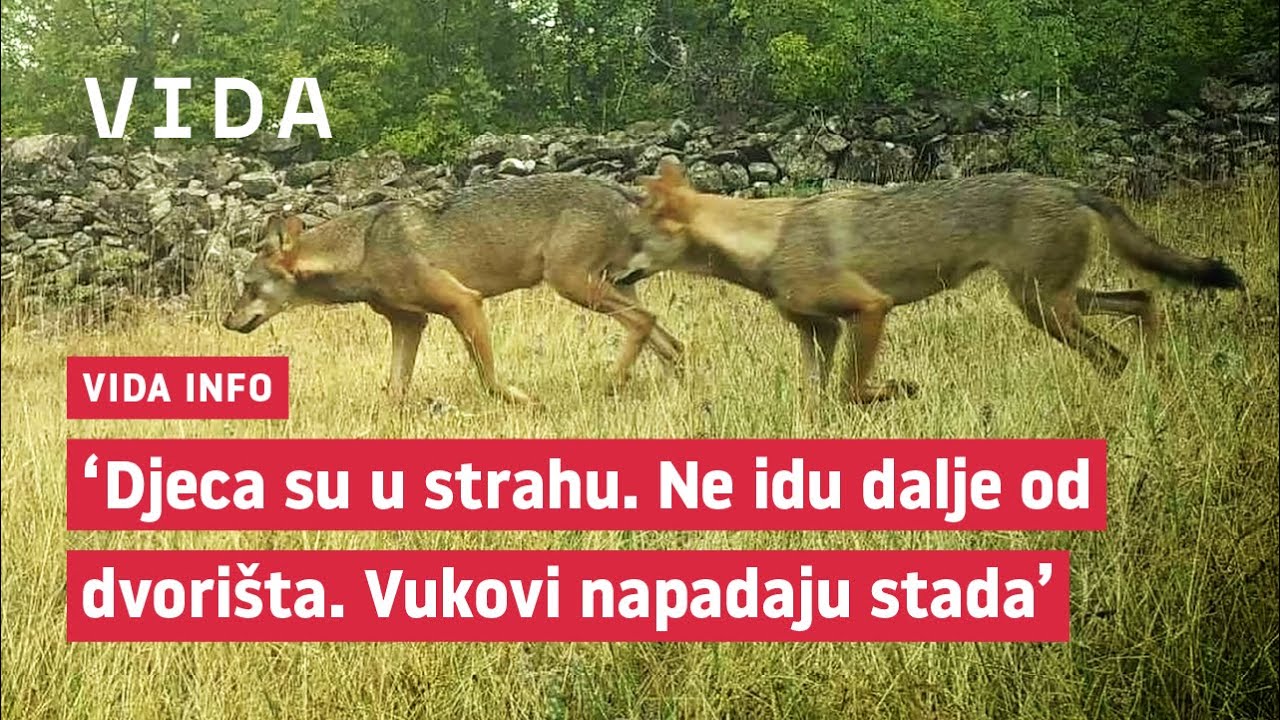 VIDA info - Vukovi zaklali stado, ljudi traže pomoć