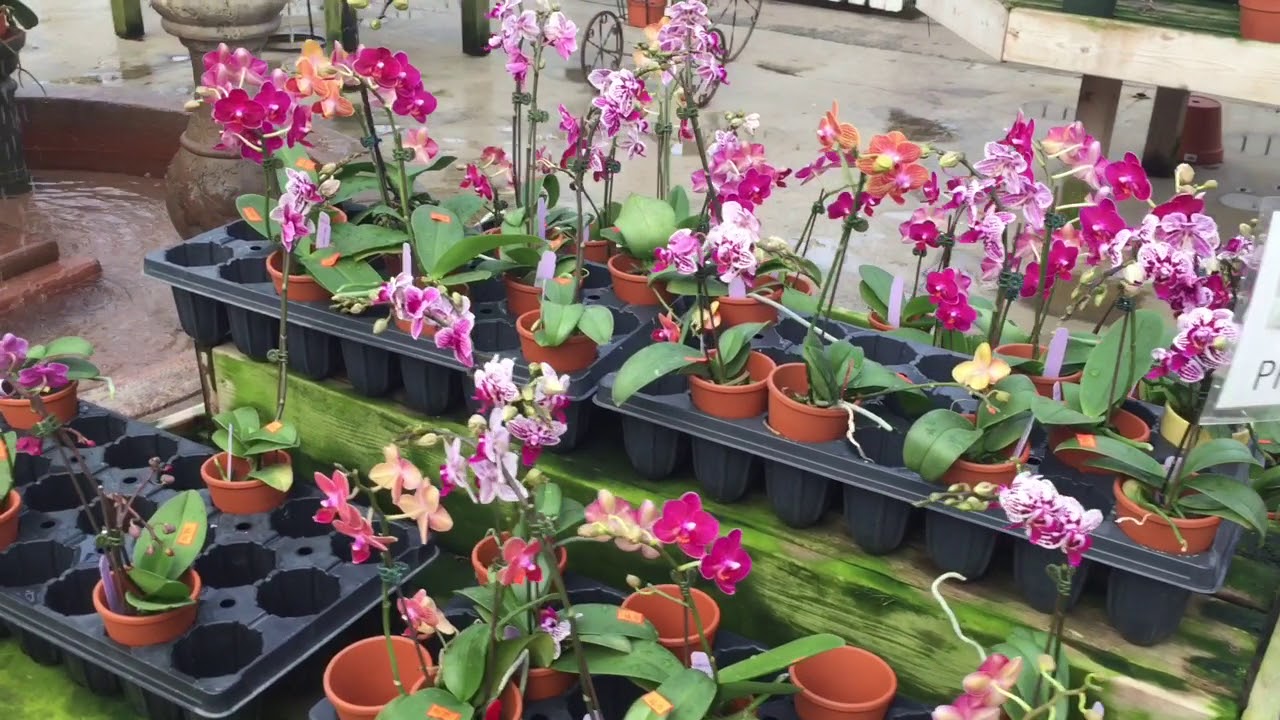 Orchid Shopping at Hausermann’s