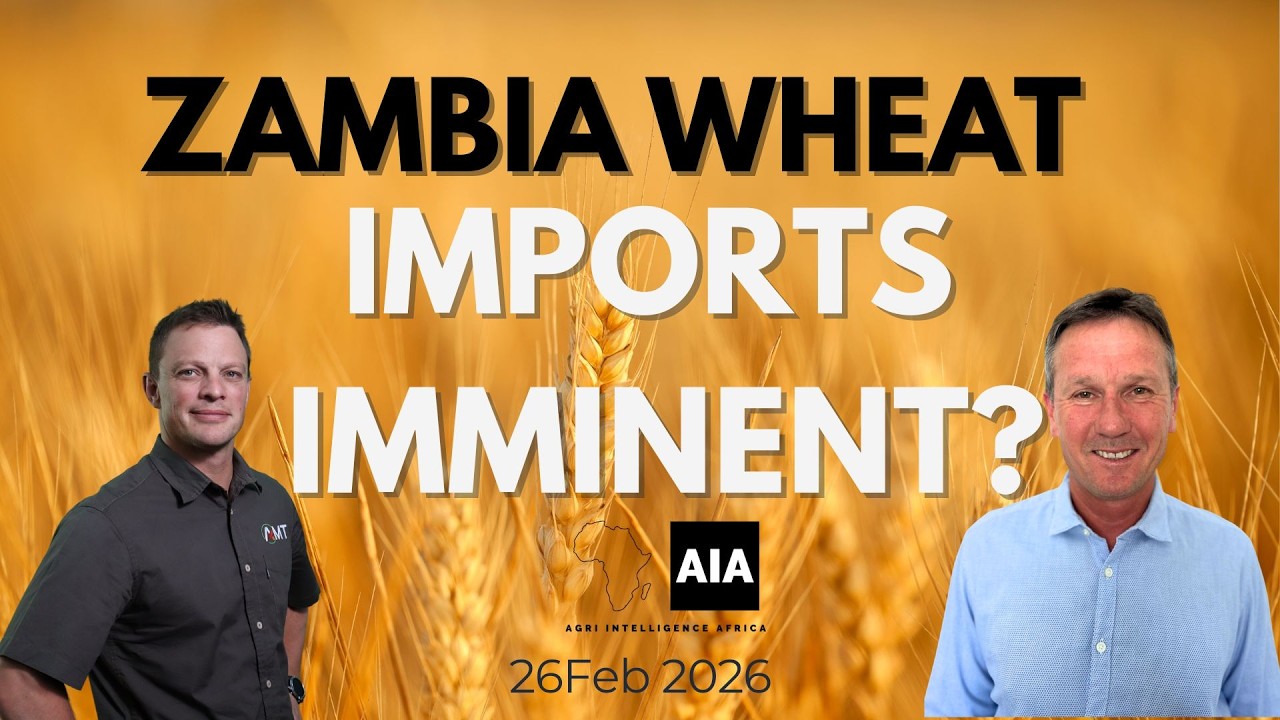 🇿🇲 Zambia Wheat – Imports Imminent? | African Grains | 26 Feb 2026