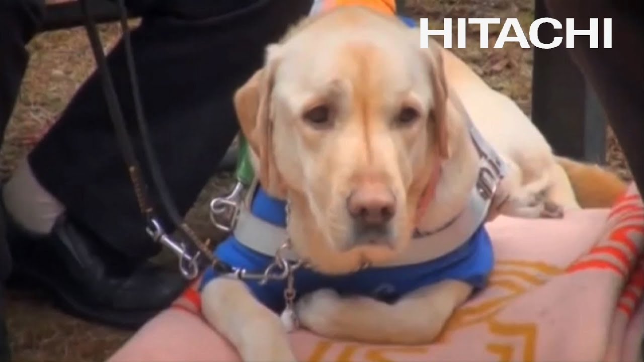 オフィスを変えた一頭の盲導犬の物語 - 日立